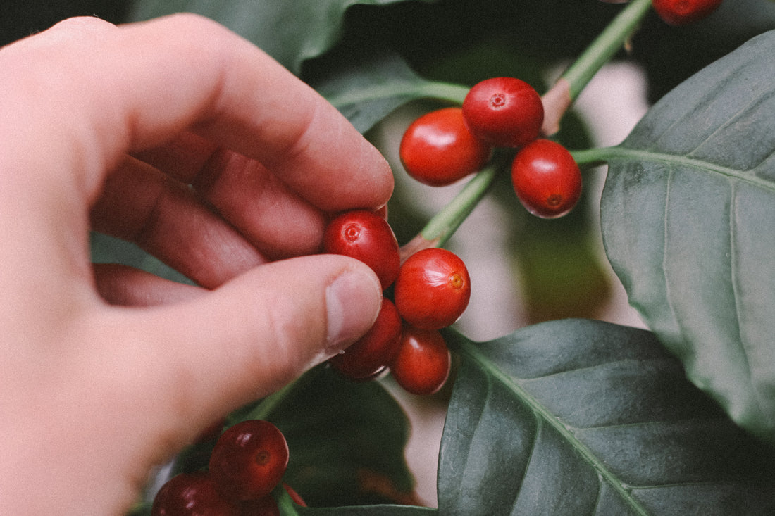 What is speciality coffee and why does it matter?