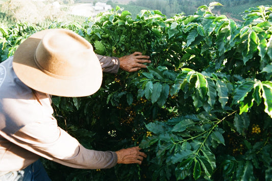 Brazil: the harvest the world watches