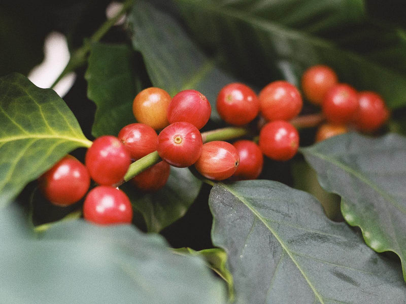 Finca Roastworks Coffee Harvest 2020