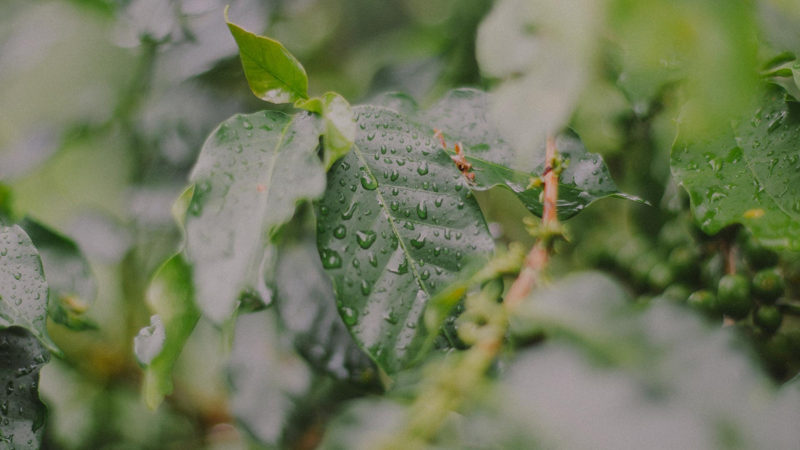 How we source our coffee from farm to slurp