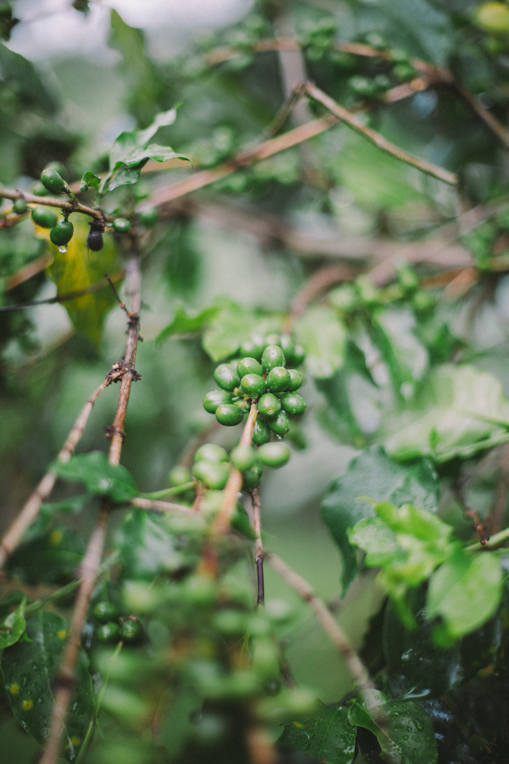 Colombia Nestor Lasso