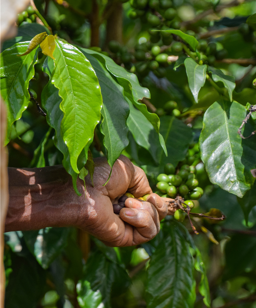 Burundi Migoti Hill