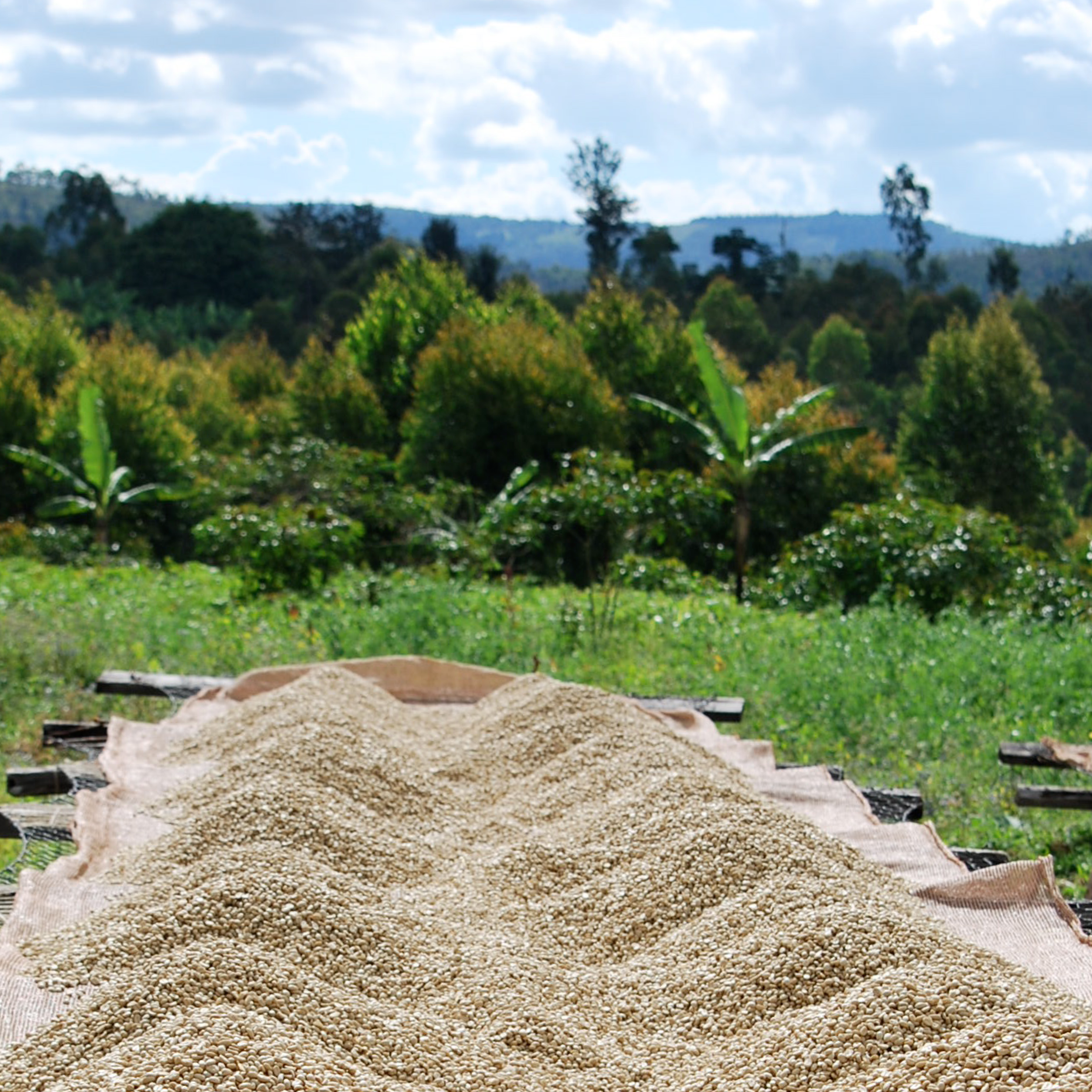 Burundi Limited Release