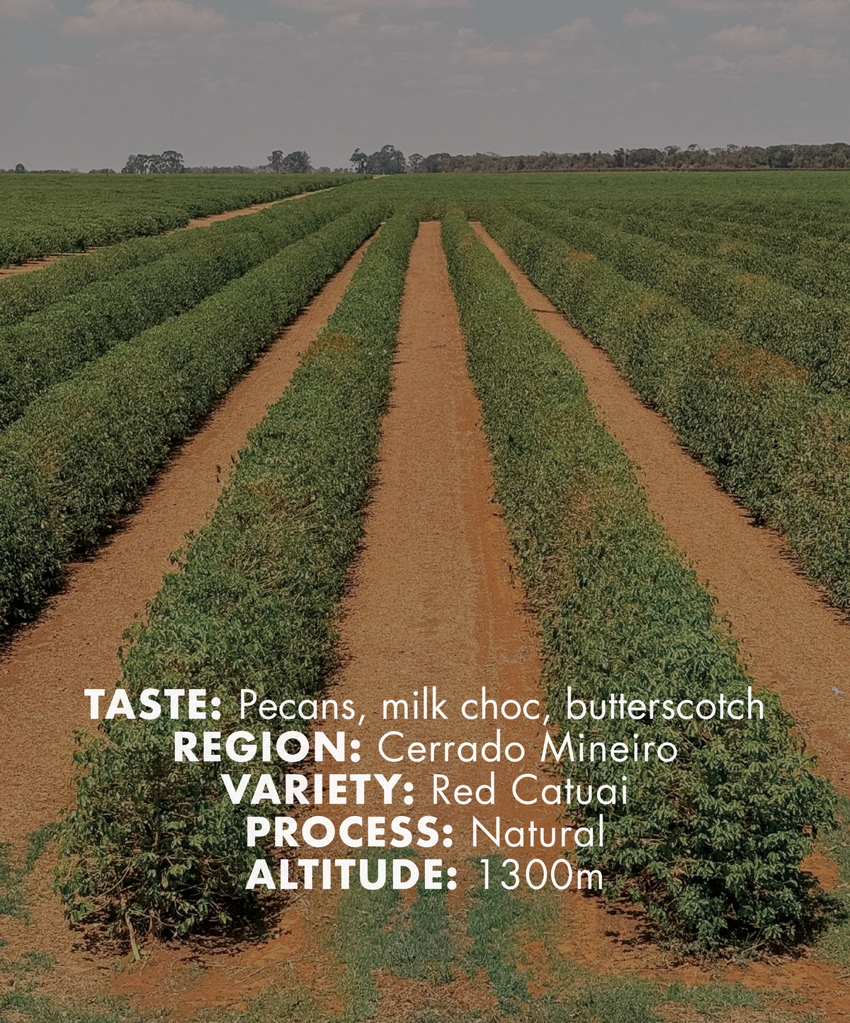 Brazil Fazenda São Lourenço