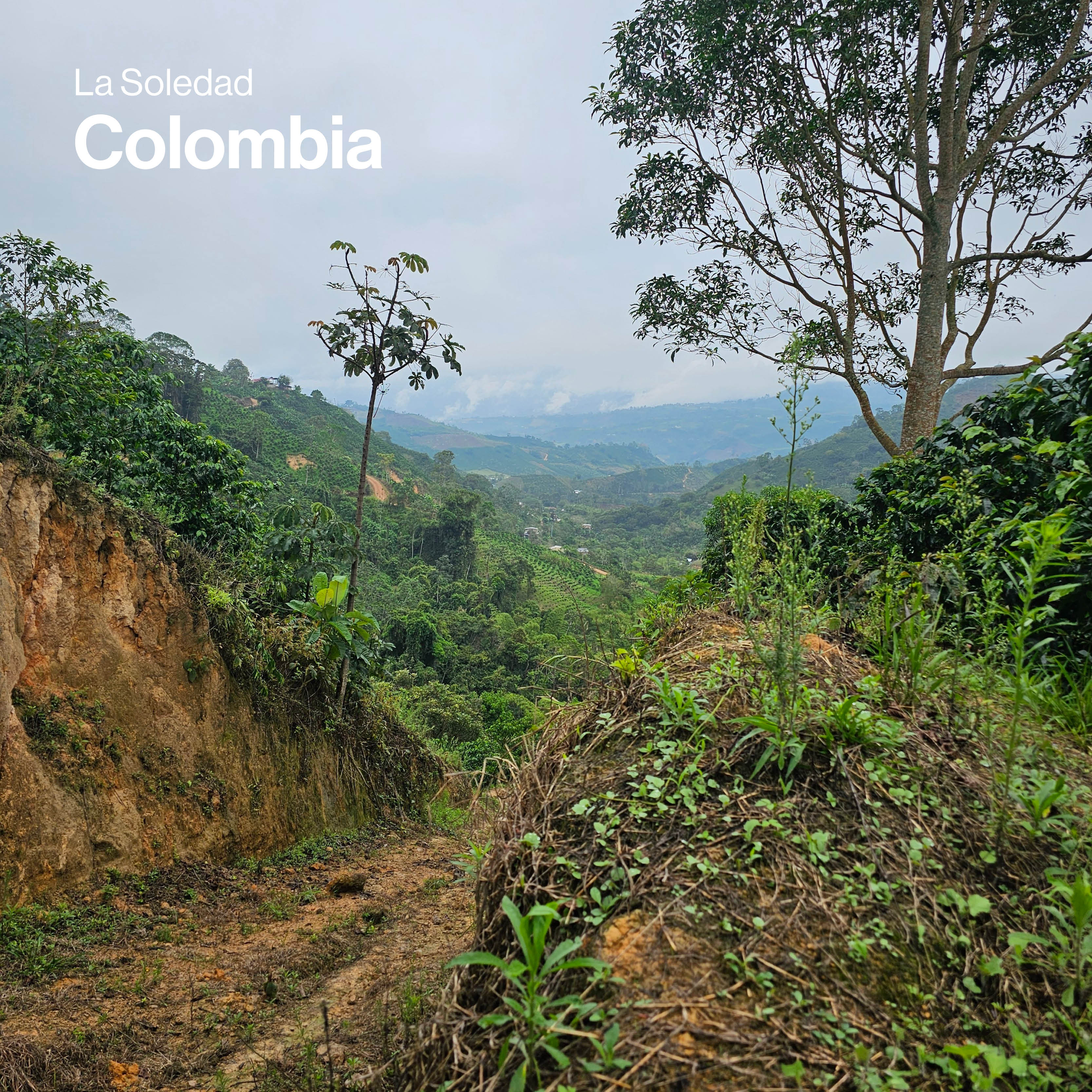 Colombia Limited Release