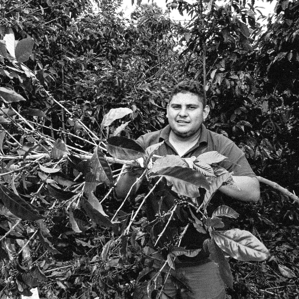 Honduras Limited Release