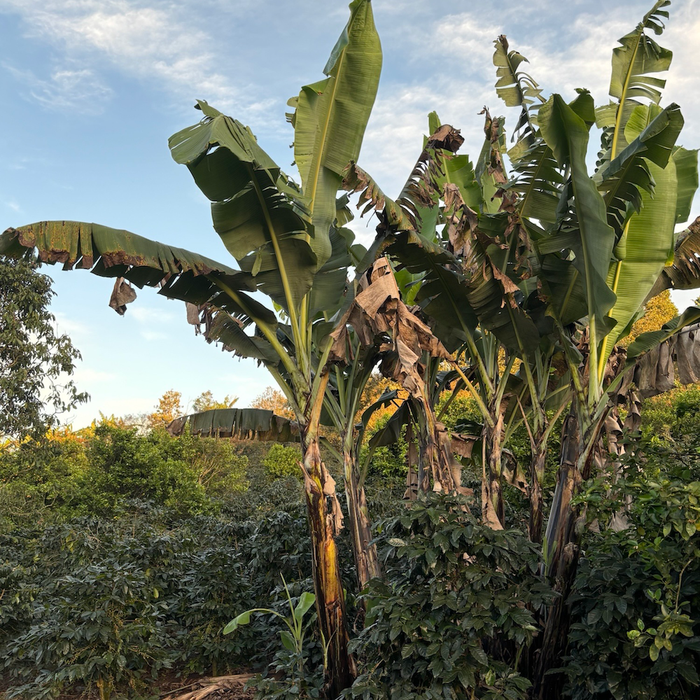 Honduras Limited Release