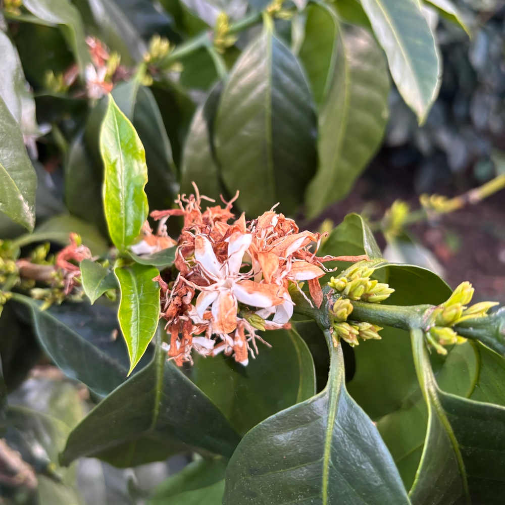 Honduras Limited Release