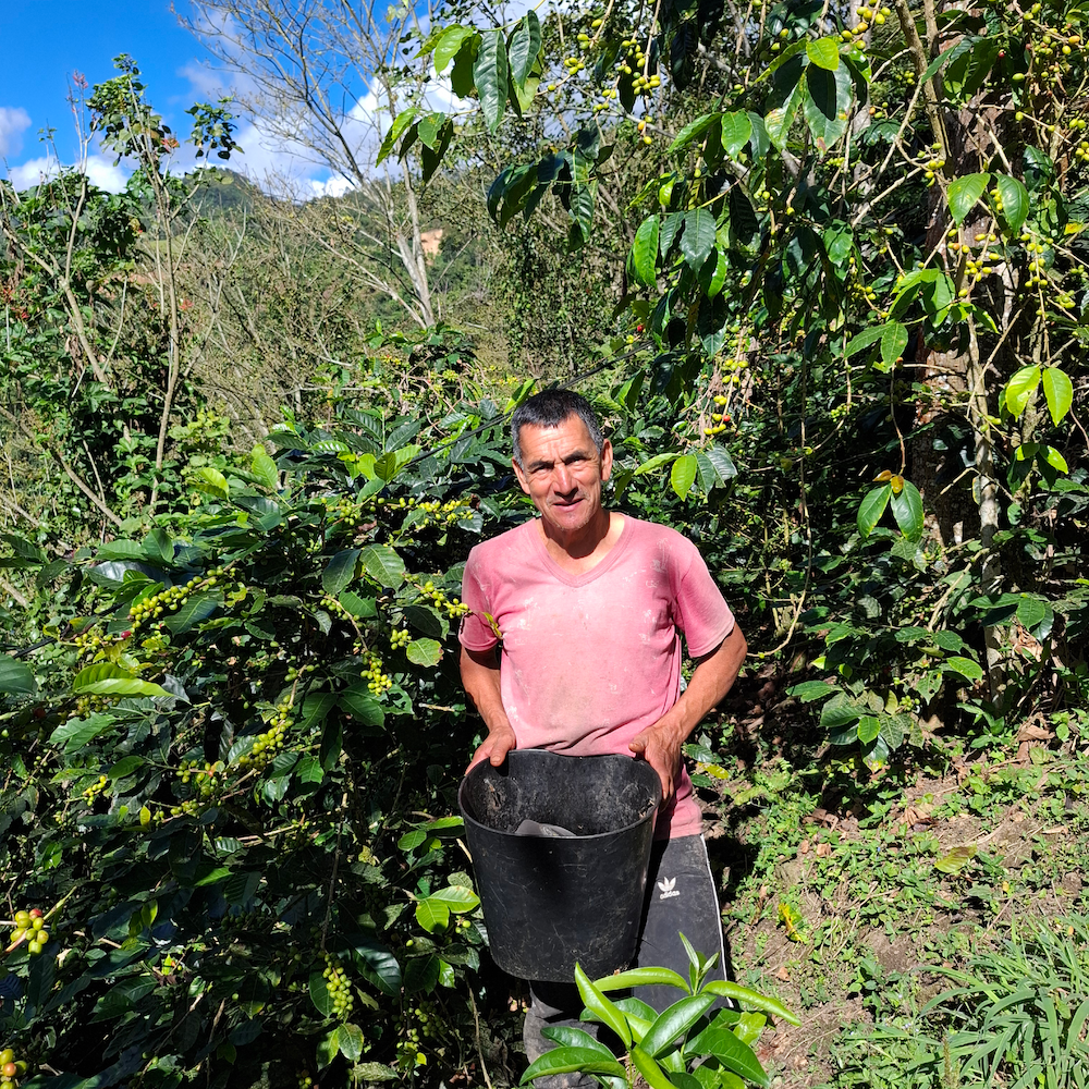 Peru Limited Release