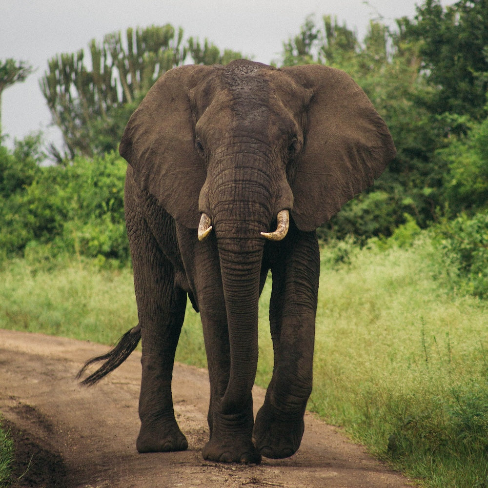 Uganda Rwenzori Mountains
