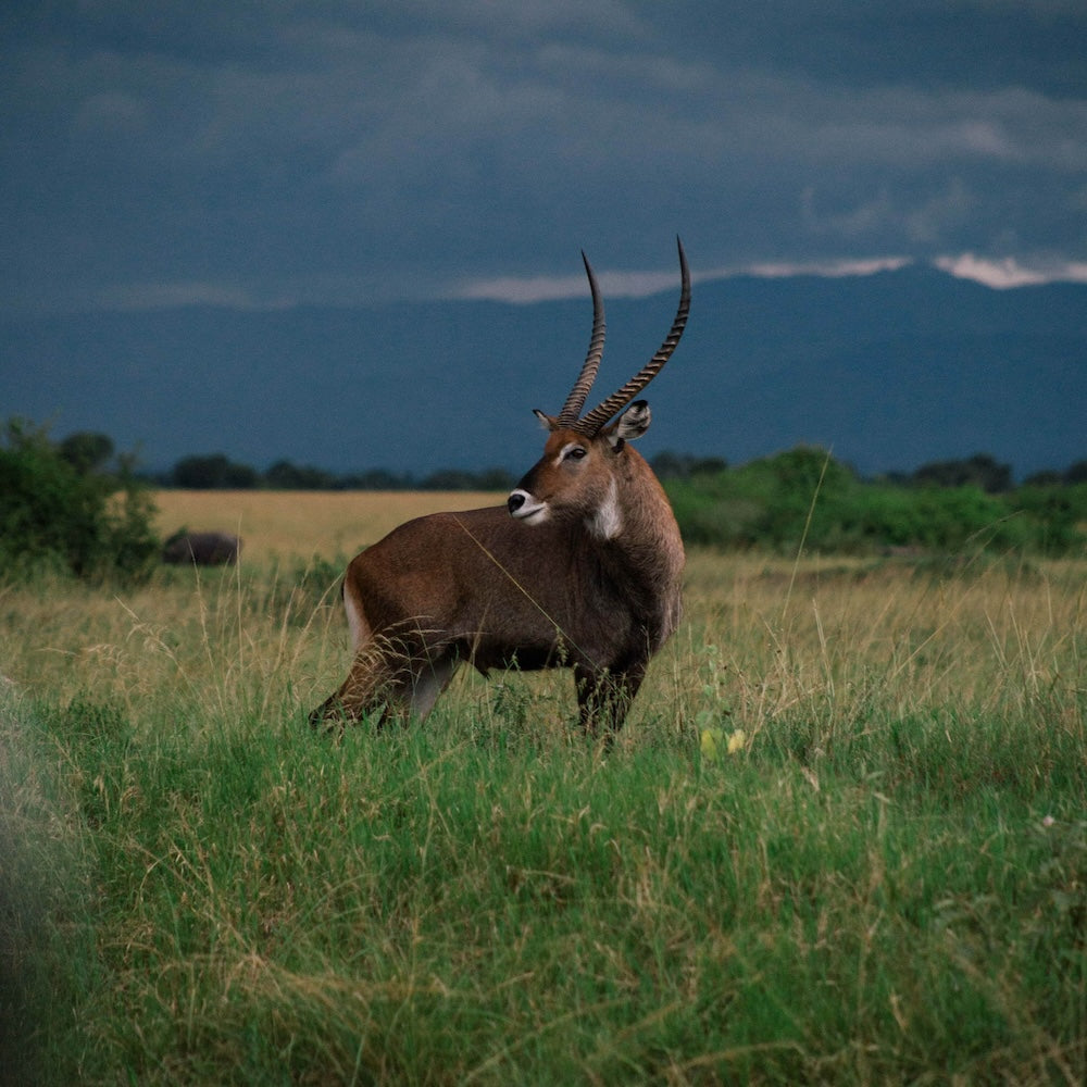 Uganda Rwenzori Mountains
