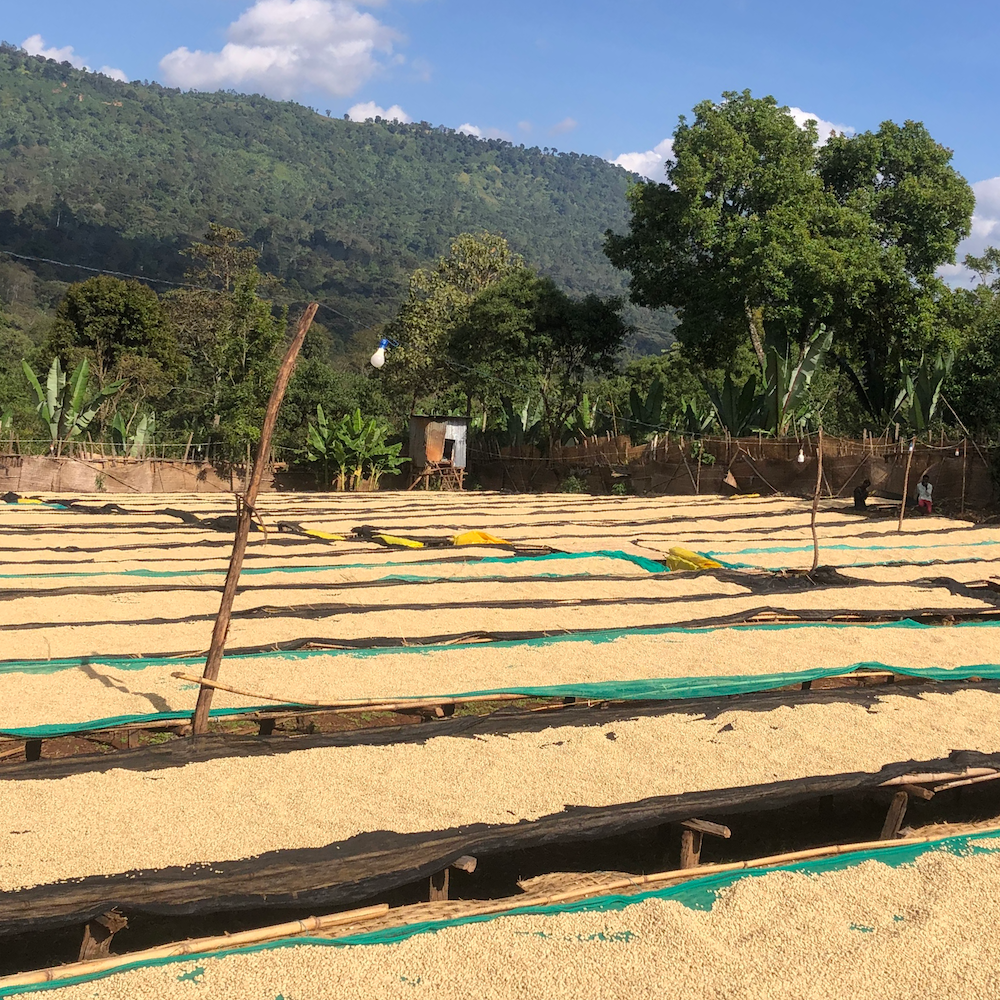 Ethiopia Limited Release